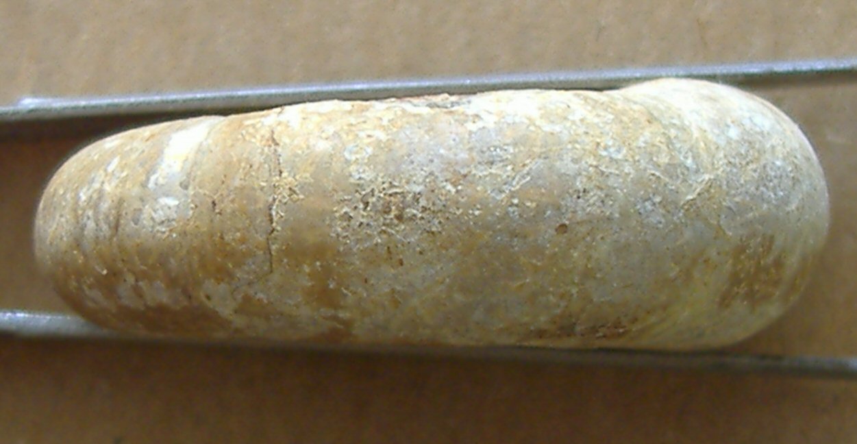 AMMONITE 4